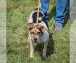 Small #3 Beagle Mix