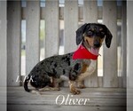 Small Photo #1 Dachshund Puppy For Sale in WINNSBORO, LA, USA