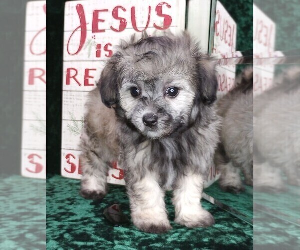 Medium Photo #8 Maltipoo Puppy For Sale in MOMEYER, NC, USA