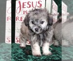 Small Photo #8 Maltipoo Puppy For Sale in MOMEYER, NC, USA