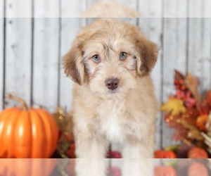 Yo-Chon Puppy for sale in MOUNT VERNON, OH, USA