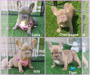 French Bulldog Puppy for sale in LAS VEGAS, NV, USA