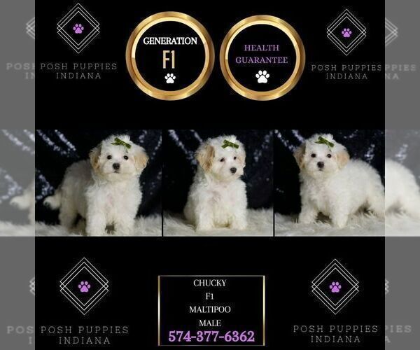 Medium Photo #77 Maltipoo (Miniature) Puppy For Sale in WARSAW, IN, USA