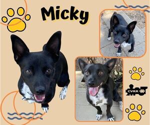 Mutt Dogs for adoption in Lindsay, CA, USA