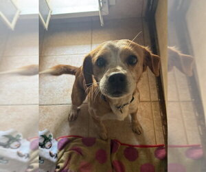 Beagle-Unknown Mix Dogs for adoption in Osgood, IN, USA