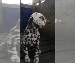 Dalmatian Puppy for sale in ELKHART, IN, USA