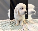 Small Photo #10 English Cream Golden Retriever Puppy For Sale in PINEHURST, TX, USA