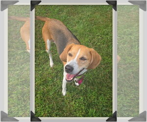 American Foxhound-Beagle Mix Dogs for adoption in Crystal, MN, USA