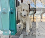Small Photo #5 Goldendoodle Puppy For Sale in KNOB NOSTER, MO, USA