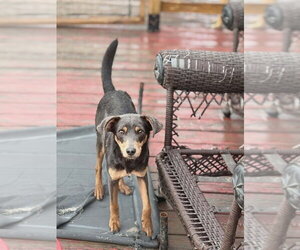 Randy - Male Mutt Dog for Adoption - Photo #3