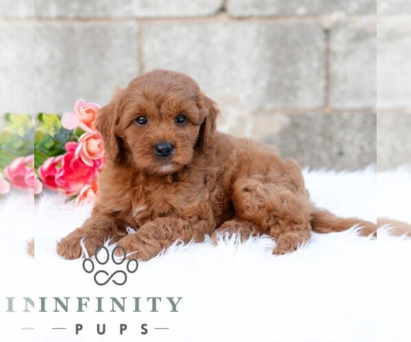Medium Photo #1 Cavapoo (Miniature) Puppy For Sale in DORNSIFE, PA, USA