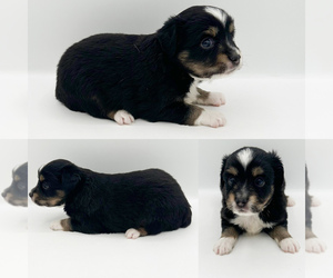 Miniature Australian Shepherd Puppy for sale in BROOKER, FL, USA