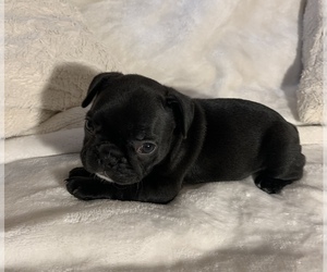 French Bulldog Puppy for sale in JOHNS ISLAND, SC, USA