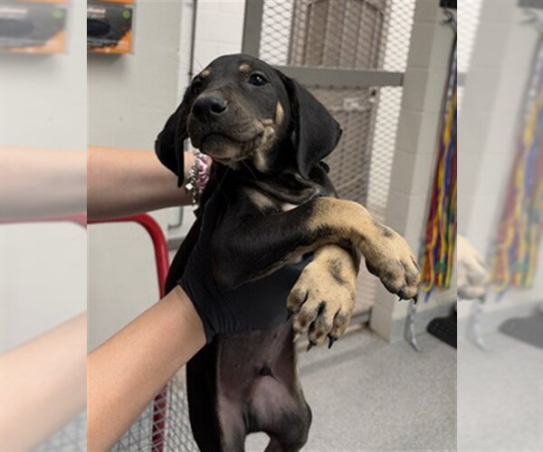 Medium Photo #1 Labrador Retriever-Unknown Mix Puppy For Sale in Pasadena, TX, USA