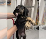 A188960 - Male Labrador Retriever-Unknown Mix Dog for Adoption - Small photo