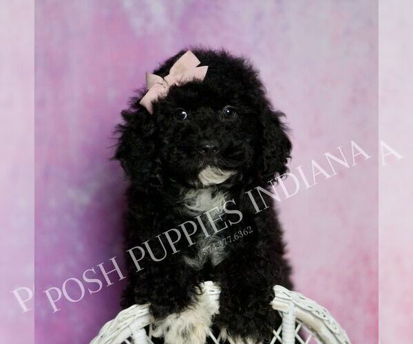Medium Photo #6 Poodle (Toy) Puppy For Sale in WARSAW, IN, USA