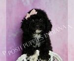 Small #5 Poodle (Toy)
