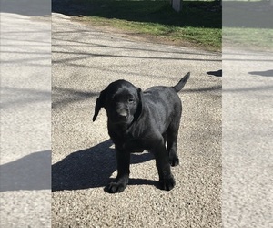 Labrador Retriever Puppy for Sale in NEW OXFORD, Pennsylvania USA