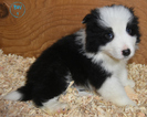 Small Photo #1 Border Collie Puppy For Sale in WHITE SALMON, WA, USA
