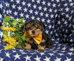Yorkshire Terrier Puppy for Sale in KIRKWOOD, Pennsylvania USA