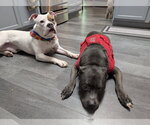 Small #12 American Staffordshire Terrier-Boxer Mix