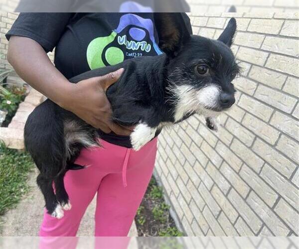 Medium Photo #1 Miniature Schnauzer-Unknown Mix Puppy For Sale in Houston, TX, USA