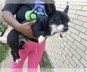 Miniature Schnauzer-Unknown Mix Dogs for adoption in Houston, TX, USA