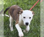 Small Beagle