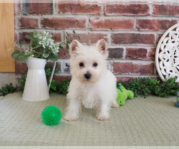 Medium Photo #4 West Highland White Terrier Puppy For Sale in SYRACUSE, IN, USA