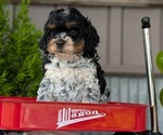 Small Photo #37 Cockapoo (Miniature) Puppy For Sale in GOSHEN, IN, USA