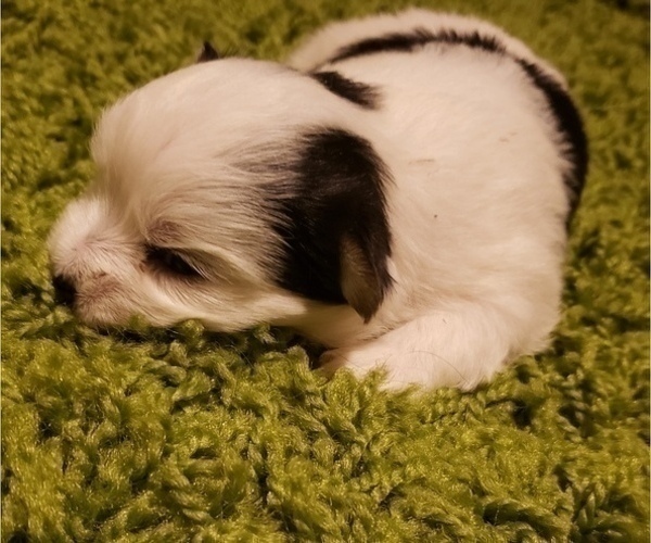 Medium Photo #2 Morkie Puppy For Sale in ATLANTA, GA, USA