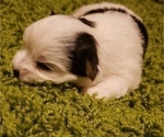 Small Photo #2 Morkie Puppy For Sale in ATLANTA, GA, USA
