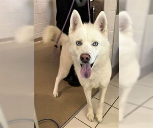 Siberian Husky-Unknown Mix Dogs for adoption in Derwood, MD, USA