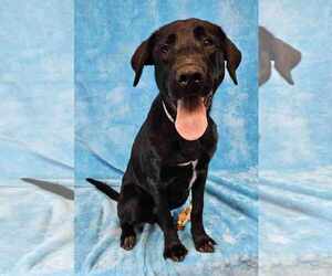 Labrador Retriever-Unknown Mix Dogs for adoption in New York, NY, USA