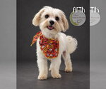Arth - Male Maltese Dog for Adoption - Small photo