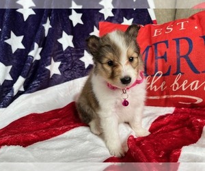 Shetland Sheepdog Puppy for sale in KINGSPORT, TN, USA