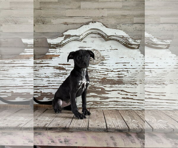 Medium Photo #2 Labrador Retriever-Unknown Mix Puppy For Sale in Rockaway, NJ, USA