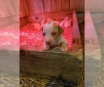 Small Photo #2 Pointer Puppy For Sale in CENTREVILLE, MD, USA
