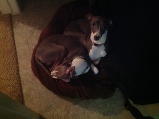 Mother of the Italian Greyhound puppies born on 12/21/2015