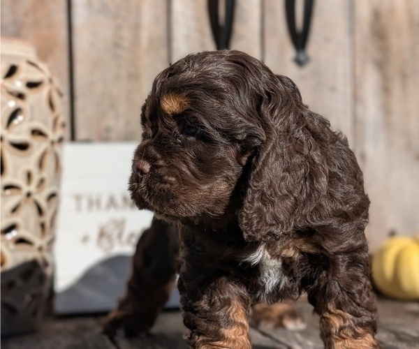 Medium Photo #22 Cocker Spaniel Puppy For Sale in GOSHEN, IN, USA