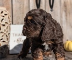 Small #9 Cocker Spaniel
