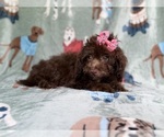 Small #3 Cavapoo (Miniature)