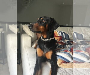 Doberman Pinscher Dogs for adoption in Minneaoplis, MN, USA