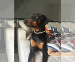 Small Doberman Pinscher