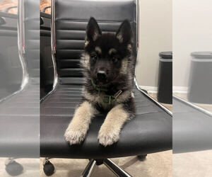 German Shepherd Dog-Siberian Husky Mix Puppy for sale in LOS ANGELES, CA, USA