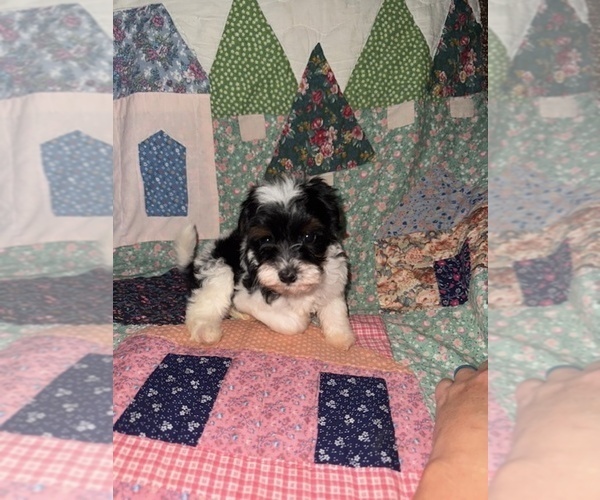 Medium Photo #1 Cavapoo (Miniature) Puppy For Sale in MUNFORDVILLE, KY, USA