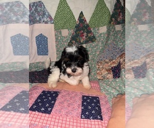 Cavapoo (Miniature) Puppy for sale in MUNFORDVILLE, KY, USA