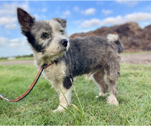 Medium Photo #3 Mutt Puppy For Sale in Boonton, NJ, USA