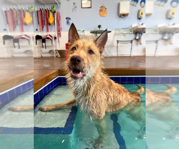 Medium Photo #18 Mutt Puppy For Sale in Grafton, WI, USA