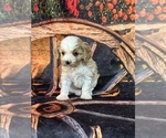 Small #9 Cavachon